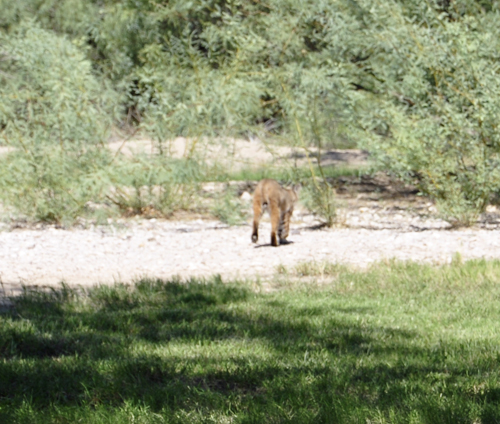 wildlife