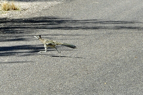 roadrunner