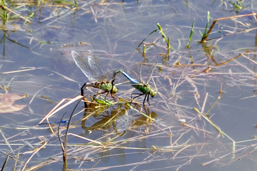 dragonflies