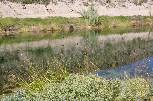 a pond full of ducks