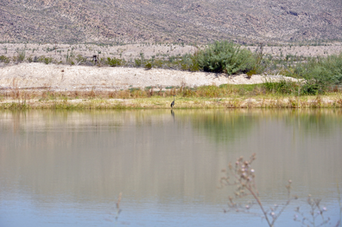 big bird at the other end of the pond.