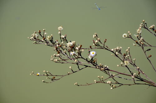 flowers and a blue dragonfly