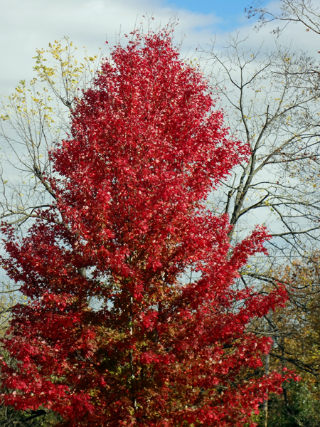 bright red leaves on this tree