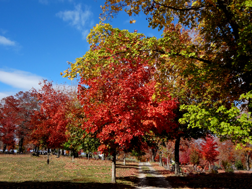 fall foliage, fall colors