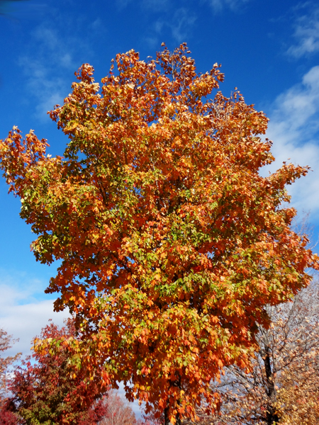 fall foliage, fall colors