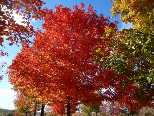 fall foliage, fall colors