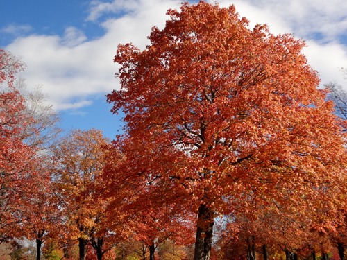 fall foliage, fall colors