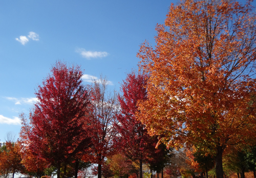 fall foliage, fall colors