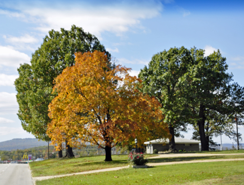 a golden tree surrounded by green