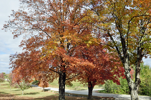 fall foliage, fall colors