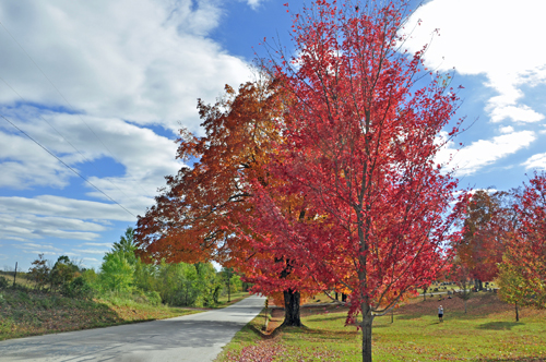 fall foliage, fall colors