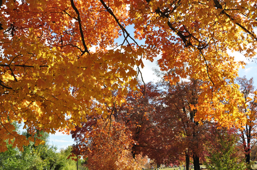 fall foliage, fall colors