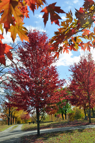 fall foliage, fall colors