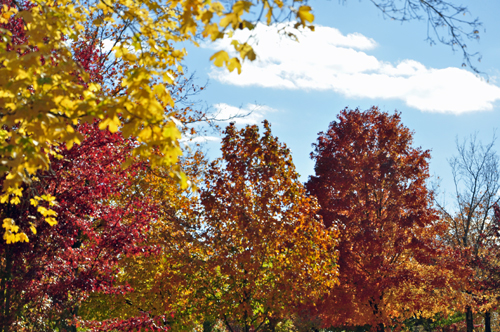 fall foliage, fall colors