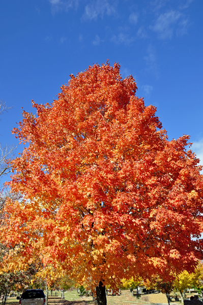 fall foliage, fall colors