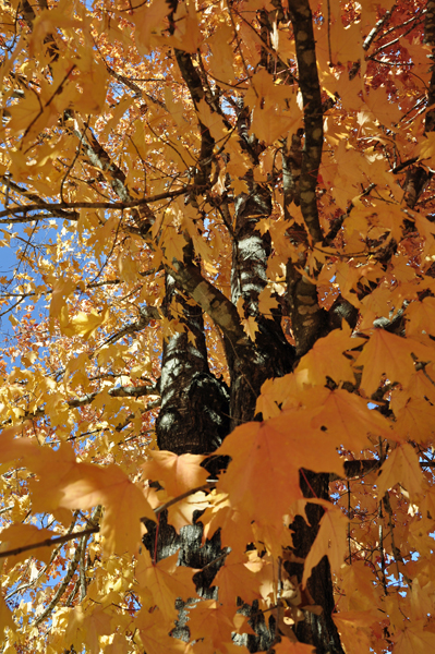 fall foliage, fall colors