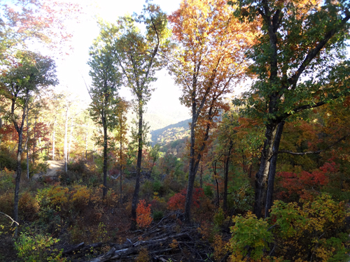 beautiful fall foliage by the Buffalo River