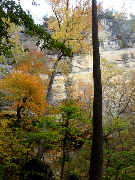 fall colors - fall foliage