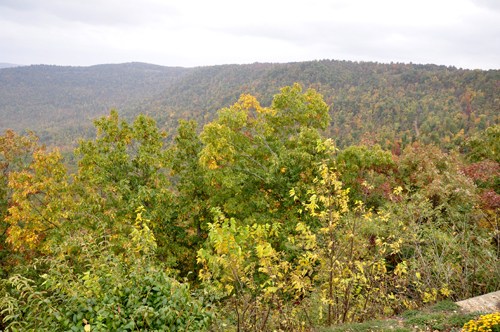 fall foliage