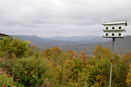 fall foliage