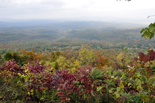 fall foliage