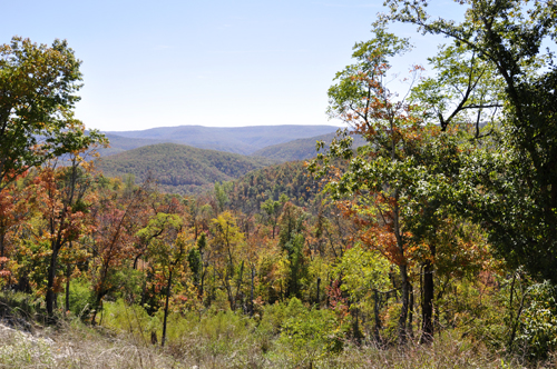 fall foliage and th mountains