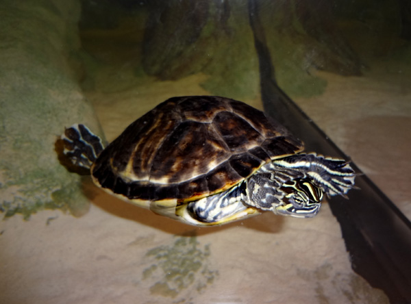 turtle