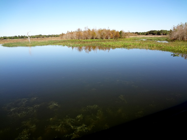 view of the wetlands from the Green Cay  Nature Center boardwalk