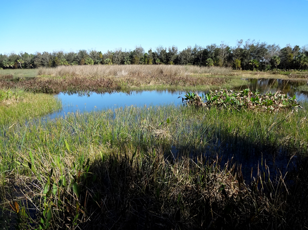 view of the wetlands from the Green Cay  Nature Center boardwalk