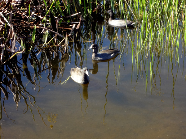 ducks