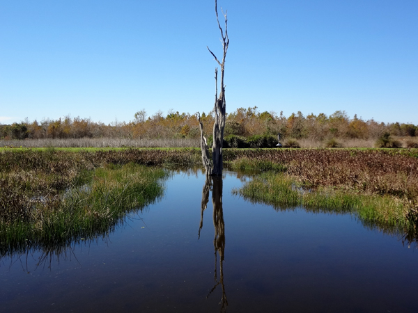 view of the wetlands from the Green Cay  Nature Center boardwalk