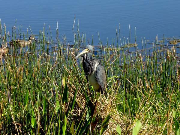 The Anhinga bird