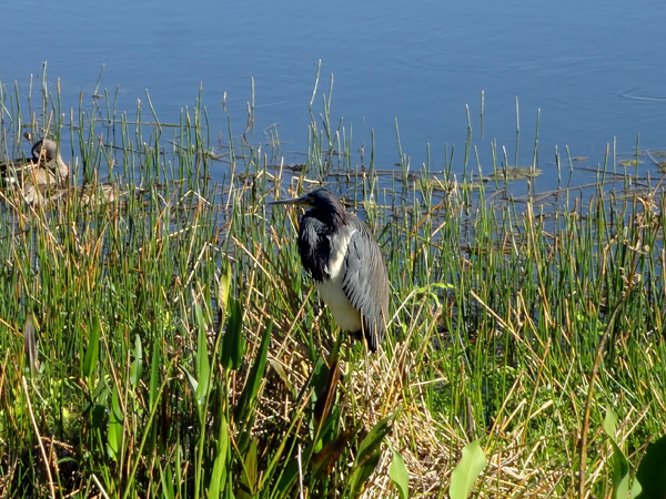 The Anhinga bird