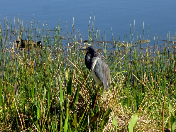 The Anhinga bird