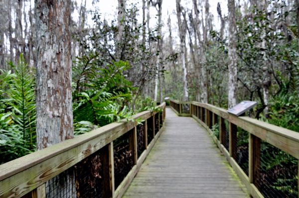 boardwalk at Loxahatchee National Wildlife Refuge