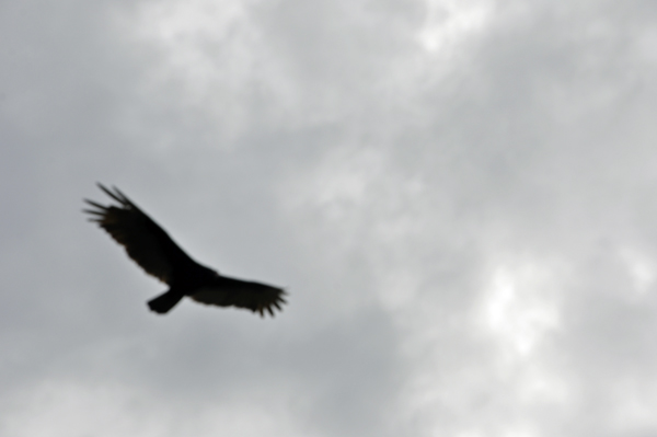 Turkey Vulture flying high at Loxahatchee National Wildlife Refuge