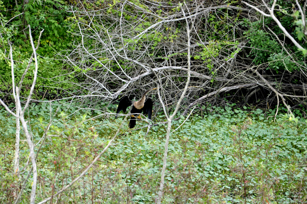 bird at Loxahatchee National Wildlife Refuge