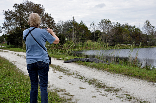 Monica and a big alligator at Loxahatchee National Wildlife Refuge