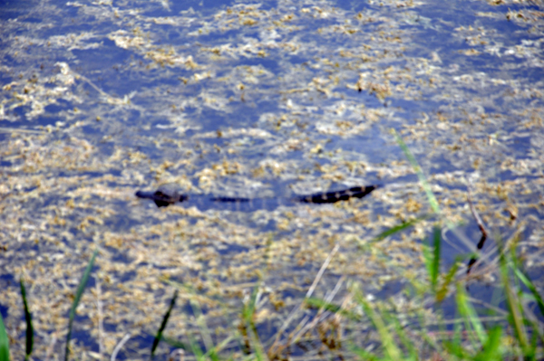 a baby alligator at Loxahatchee National Wildlife Refuge