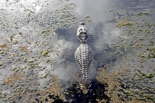 alligator in the wetlands at Loxahatchee National Wildlife Refuge