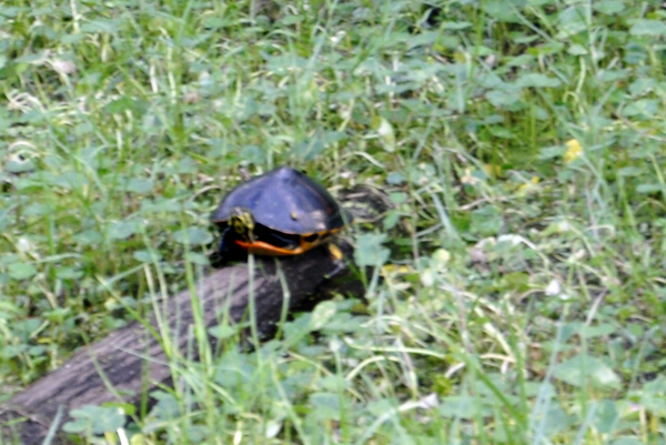 turtle at Loxahatchee wiildlife Refuge