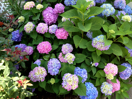 beautiful flowers at Central Gardens of North Iowa