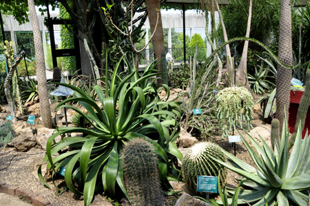 many cactus plants