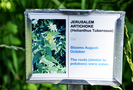 sign about Jerusale artichoke