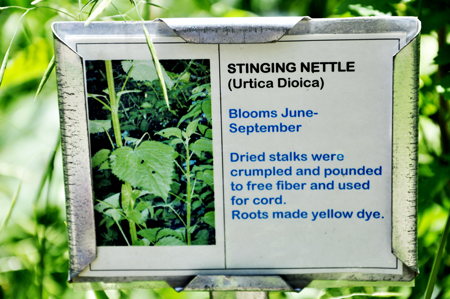 stinging nettle sign