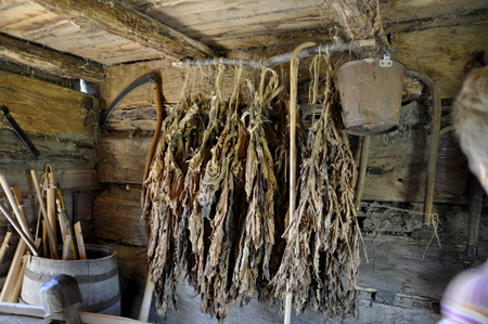 tabacco leaves drying