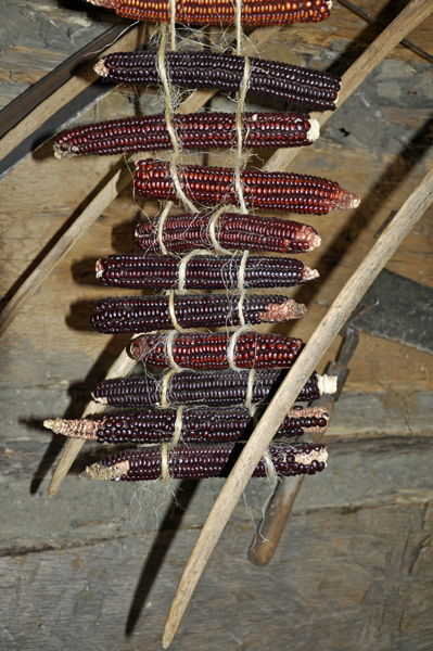 corn drying