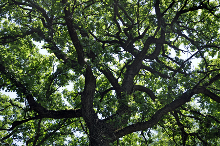 nice pattern in the tree