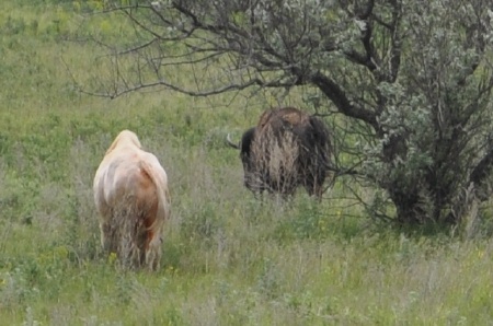 a white buffalo and a brown buffalo in North Dakota