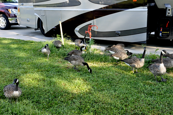 Canadian Honkeers around the RV of the two RV Gypsies in Beatrice NE